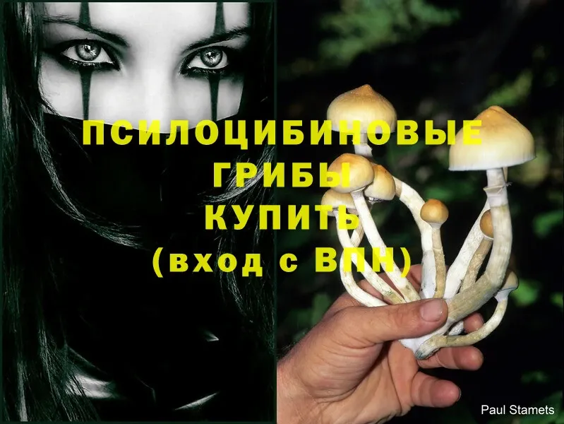 закладка  Макушино  Псилоцибиновые грибы Psilocybine cubensis 